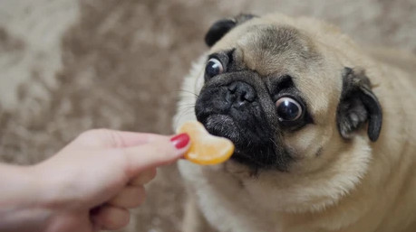 Tranquilo, es normal que tu perro tenga hambre todo el tiempo