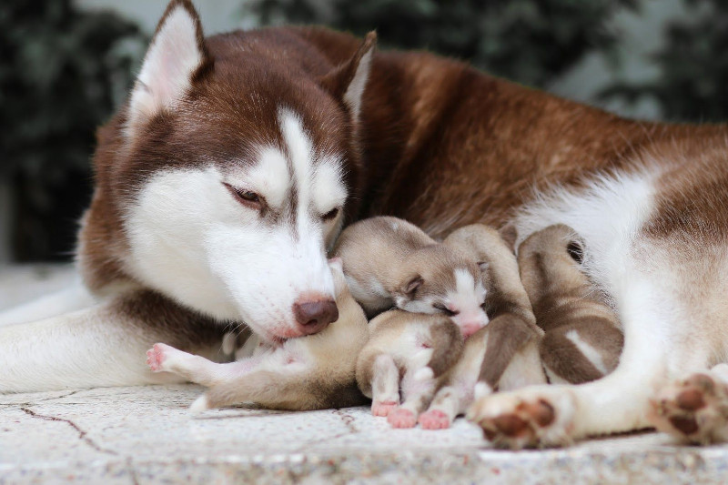Te decimos cómo evitar que tu perra rechace a sus cachorros