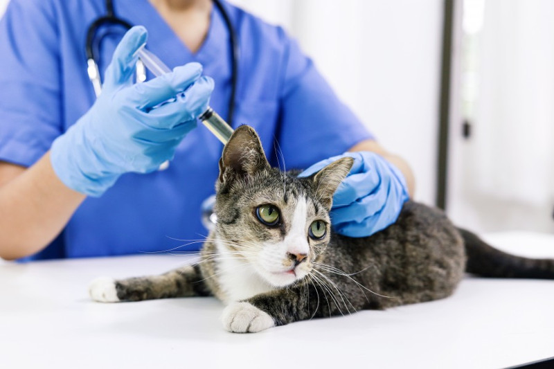 Estos son algunos de los antibióticos más recomendados para gatos