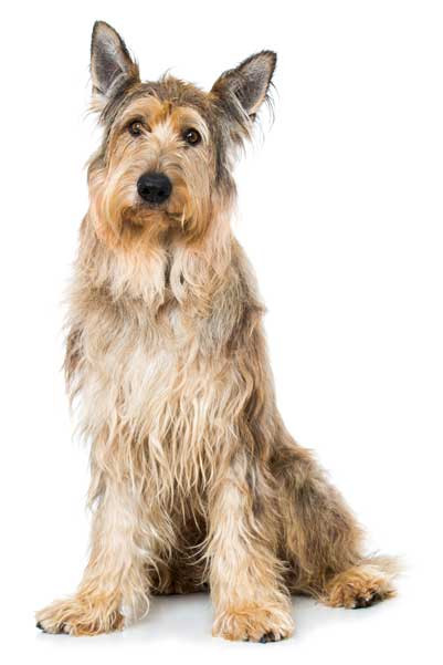 El berger de picardie, un perro fuerte e inteligente traído desde Francia