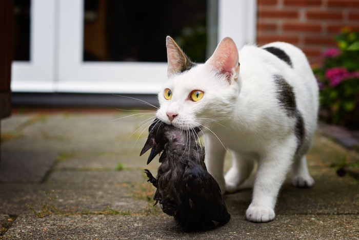 Aprende a orientar el instinto cazador de tu felino con estos consejos