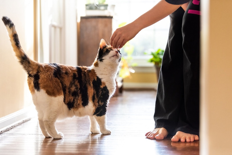 Consejos útiles para el entrenamiento de tu gato
