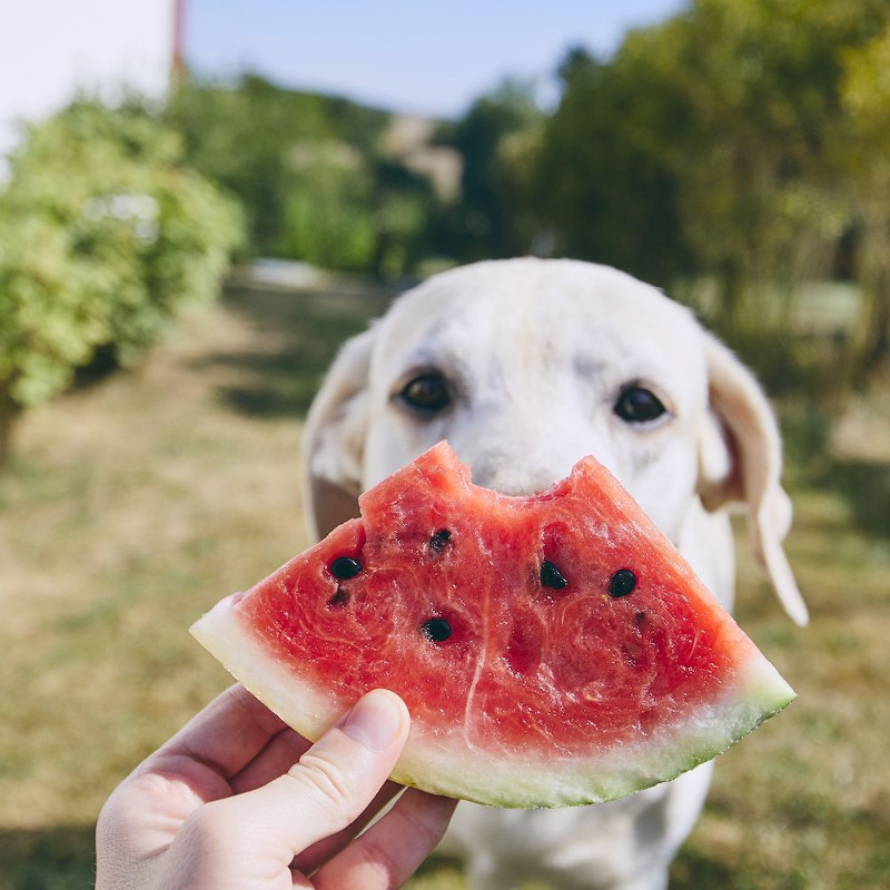 La sandía, una fruta segura para el consumo de tu perro