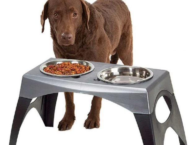 Las ventajas de los platos altos para mascotas