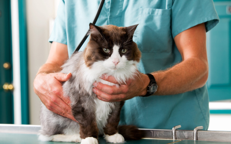 Bultos en el cuerpo de las mascotas, motivo para una visita inmediata al veterinario