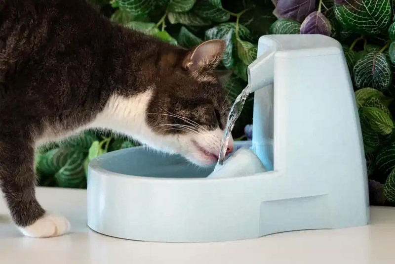 Hidratación en la mascota, un tema de interés que va más allá que “solo tomar agua”