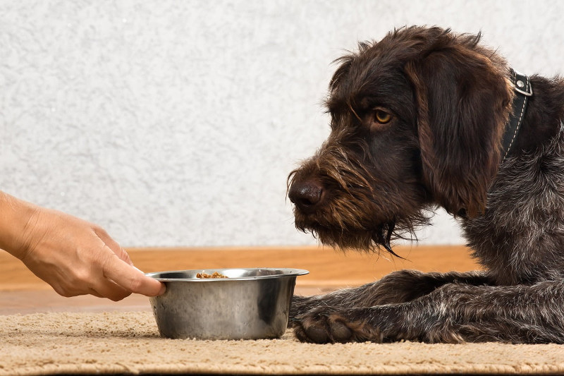 La anorexia canina, un problema real que debes atender cuanto antes