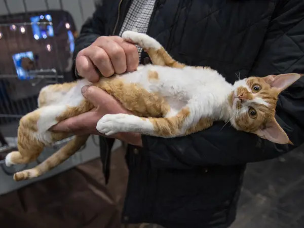 ¿Pérdida de peso repentino en la mascota?, Pon mucha atención