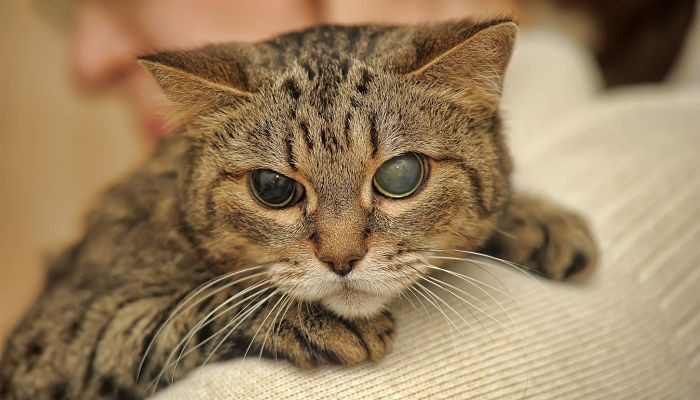 Gatos con ceguera, mascotas que requieren una atención especial
