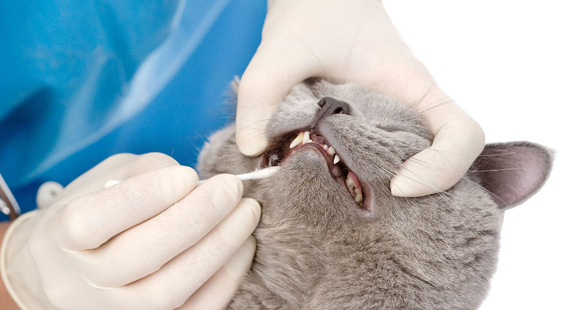 Gingivoestomatitis crónica felina; una enfermedad común, pero grave