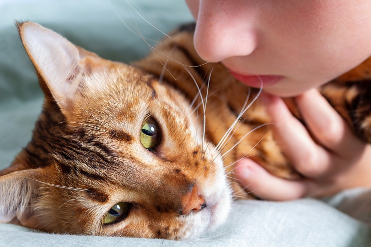 Anemia, falta de glóbulos rojos en la sangre de tu gato