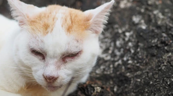 Párpados inflamados en tu mascota, ¿te suenan estos problemas?