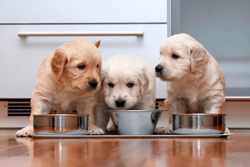 Cuida la salud de tu perro de los excesos de sal en la alimentación