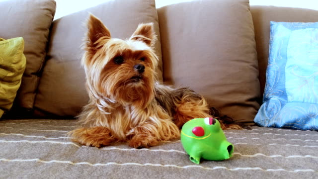 Los perros pequeños también requieren una dieta específica