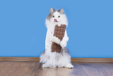 Chocolate, un alimento prohibido para tu gato
