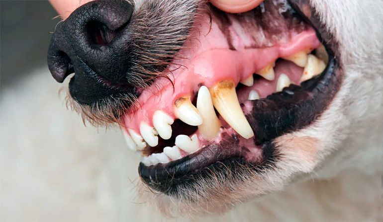 A tu perro también se le caen los dientes; conoce los cuidados básicos para su dentadura