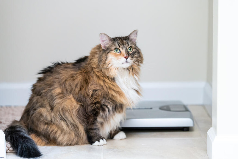 Obesidad en mascotas, una condición importante que 90% de los dueños no detecta