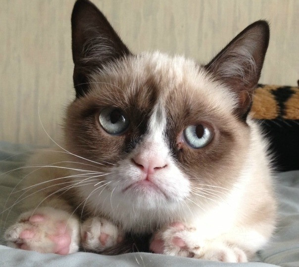 Mal humor y flojera, algunos posibles indicadores de que tu gato está envejeciendo