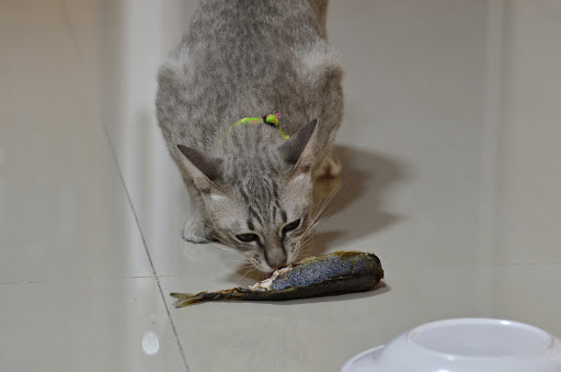 Leche y pescado, algunos de los alimentos que pueden dañar a tu gato y quizá no lo sabías