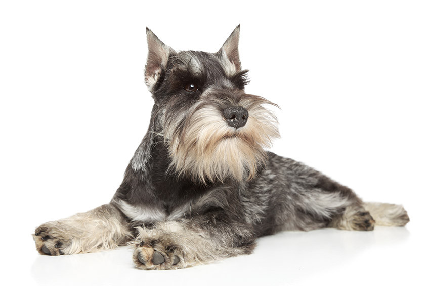 Si buscas perros que sueltan poco pelo, tenemos estas opciones para ti