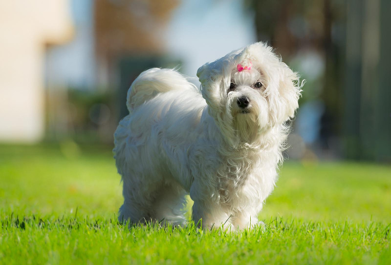 Si buscas perros que sueltan poco pelo, tenemos estas opciones para ti