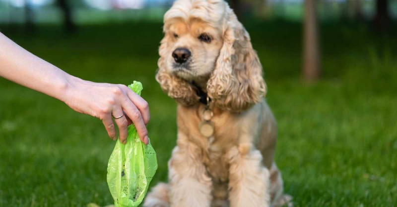 La consistencia en las heces de tu perro está relacionada con su salud ¡Mucho cuidado!