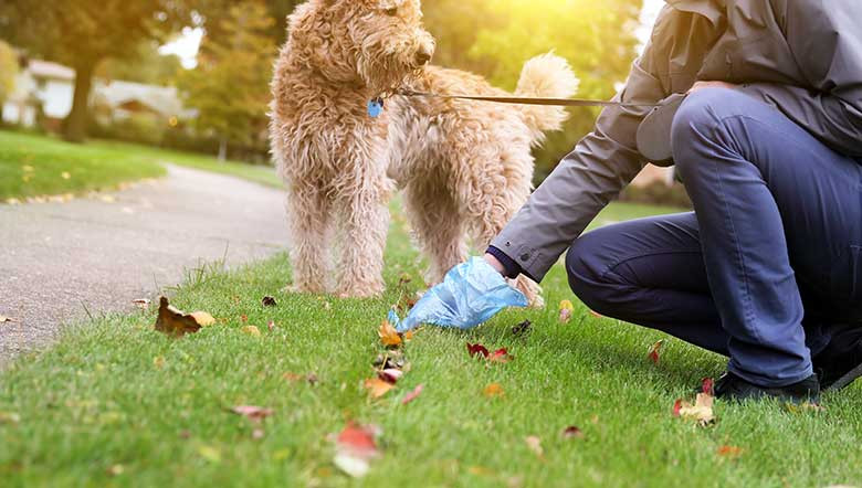 La consistencia en las heces de tu perro está relacionada con su salud ¡Mucho cuidado!
