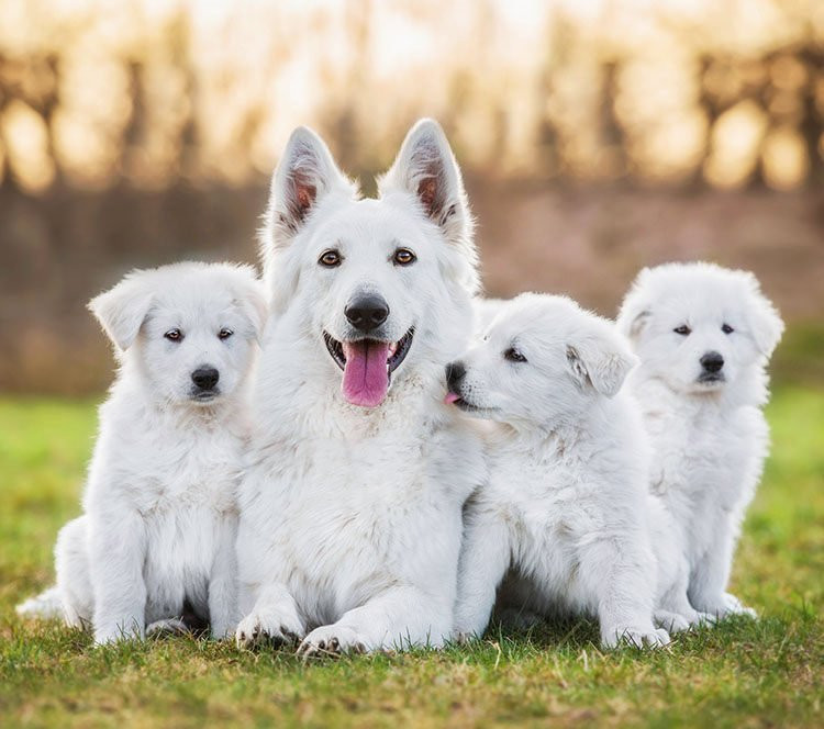 ¿Sabes cuándo cambiar la dieta de tu perro que ha pasado de ser un cachorro a un animal adulto?