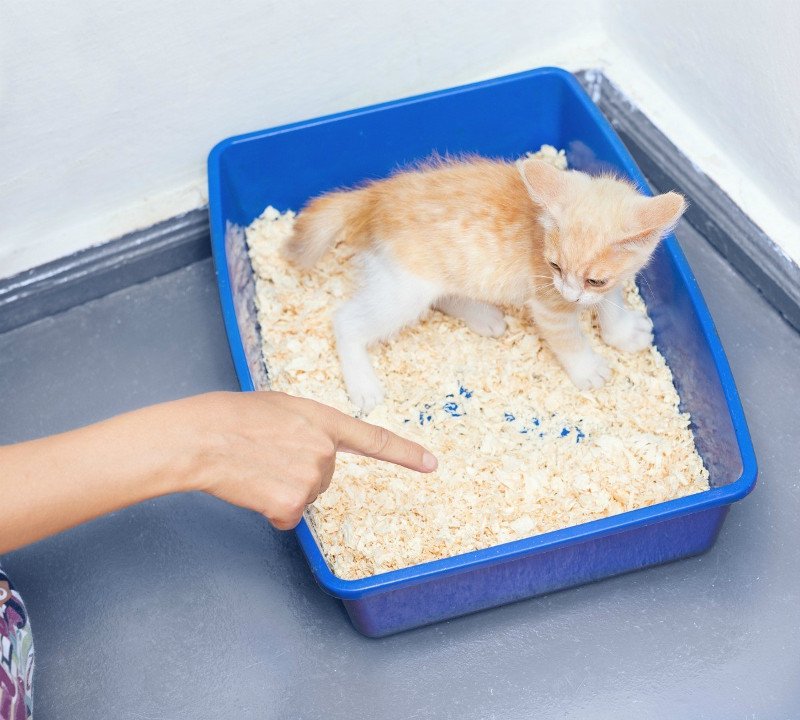¿Buscas una opción casera para la arena de tu gato? Te damos algunas opciones sencillas