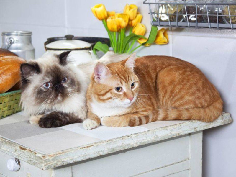 No dejes que tu gato se suba a los muebles, dale su propio espacio