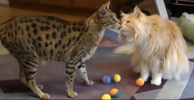 ¿Un nuevo gato llega a casa? Estos son algunos consejos para lograr que tu mascota y el recién llegado se lleven bien