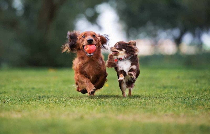 ¿Llegará un nuevo cachorro a casa?, Sigue estas recomendaciones para presentarlo con tus demás perros