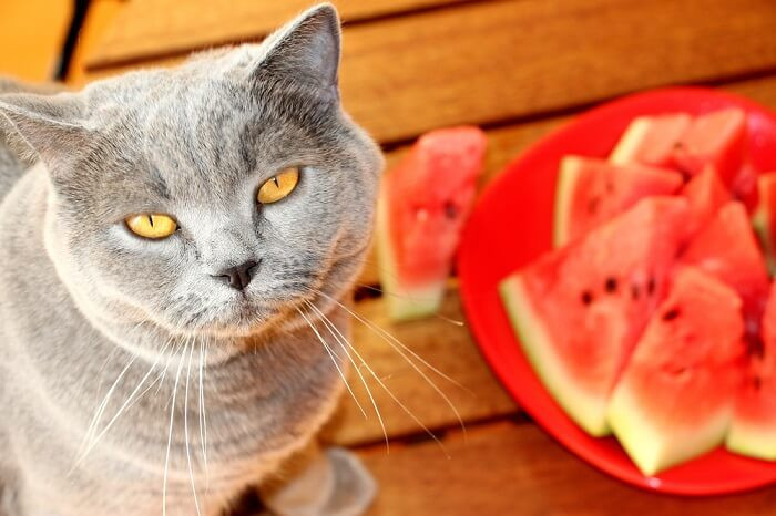 Sigue estas indicaciones y podrás incluir la fruta en la dieta de tu gato