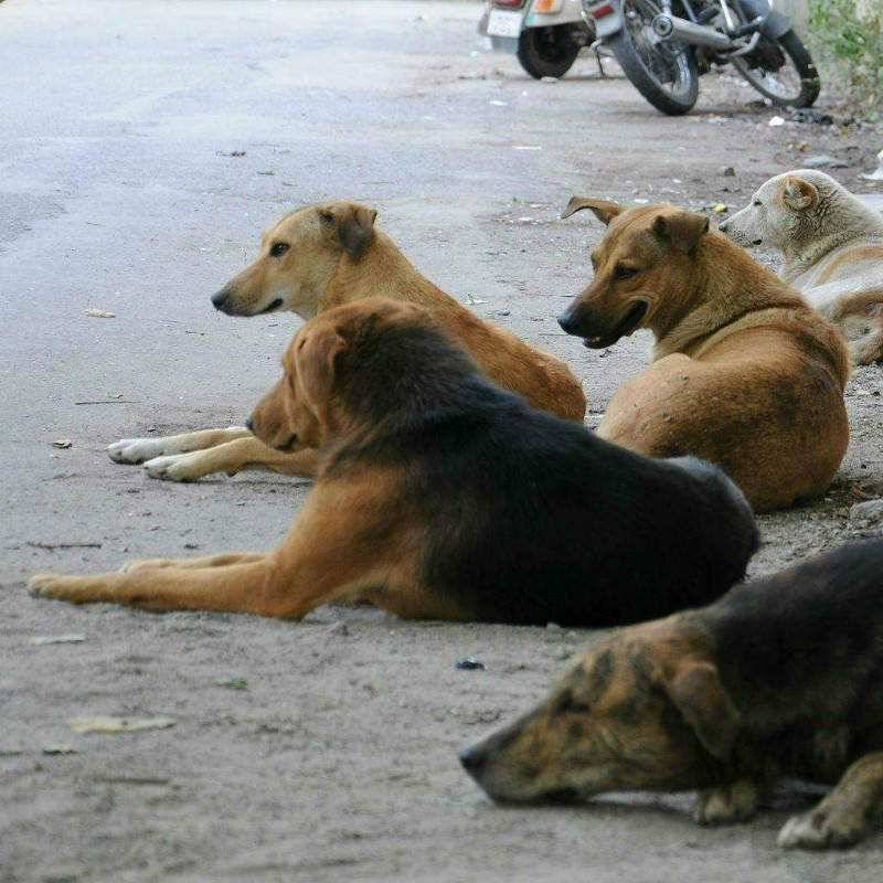 En la CDMX diariamente se produce media tonelada de heces fecales de perros en situación de calle