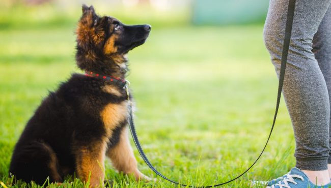 “Quieto”, la orden básica que todo dueño debe lograr enseñarle a su perro