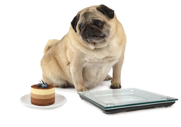 En tiempos de confinamiento controla el peso de tu mascota con estas recomendaciones