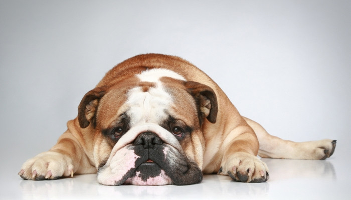El bulldog, una raza con variantes ¿Las conoces todas?