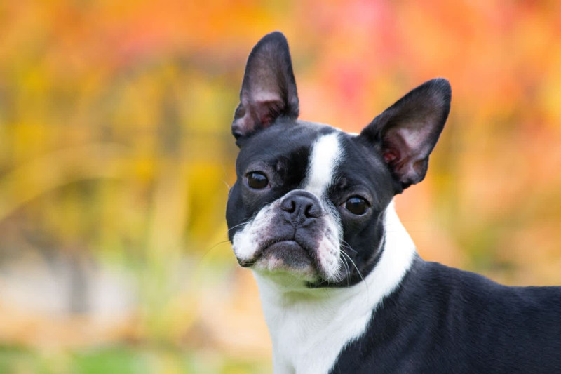El bulldog, una raza con variantes ¿Las conoces todas?