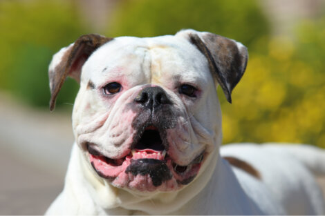 El bulldog, una raza con variantes ¿Las conoces todas?