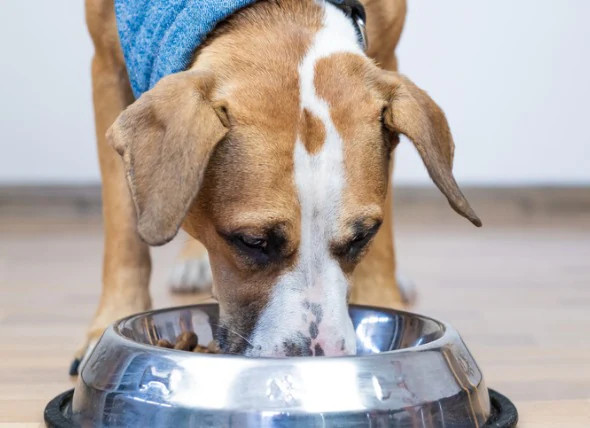 Alimentación sin cereales para tus mascotas, ¿es más sana?