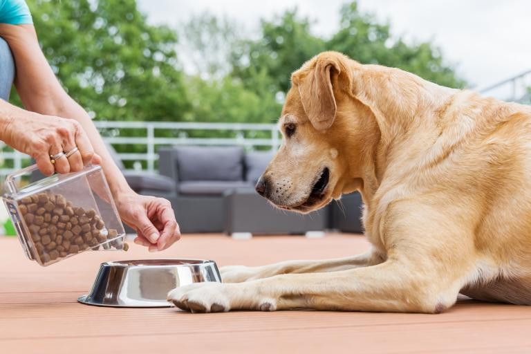 Mojar el alimento seco de tu perro tiene sus ventajas, ¿las conoces?