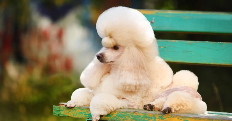 Conoce las razas de perros más inteligentes del mundo. Parte 1