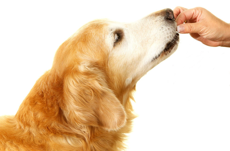 Ancylostoma caninum, un parásito peligroso para perros y humanos