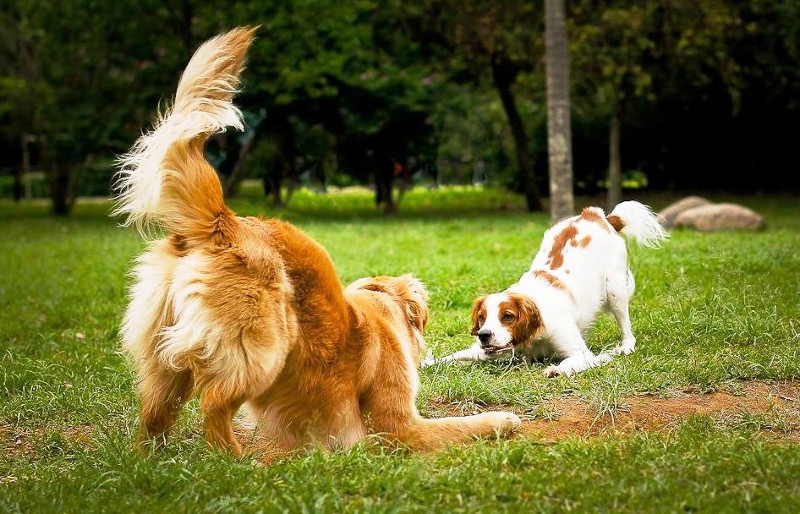 ¿Tu perro gruñe mientras juega? Tranquilo, es normal e inofensivo