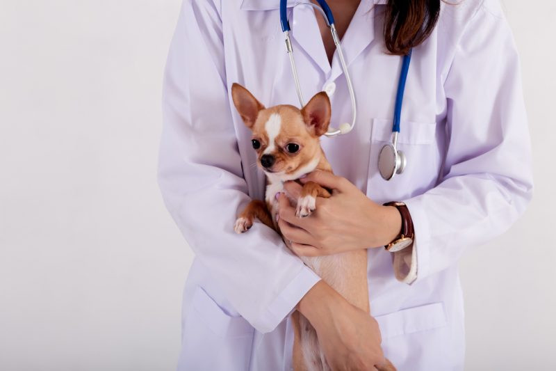 ¿Tu perro tiembla? Puede ser por varios motivos