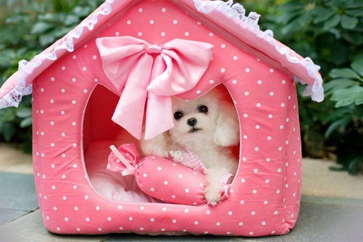 Espacio y material, algunos de los puntos a tomar en cuenta a la hora de elegir una casita para perros