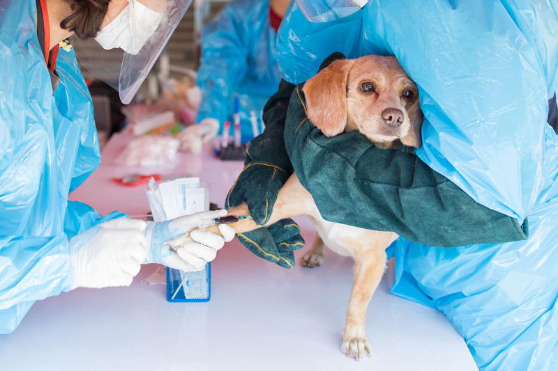 Variante del coronavirus entérico canino provoca un brote de vómitos en perros de Reino Unido