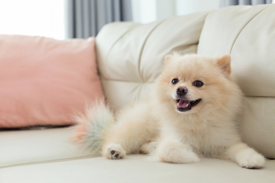 El pomerania, un can pequeño y esponjoso