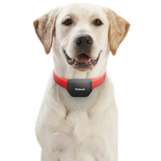 Entiende mejor las emociones de tu perro con este nuevo collar inteligente