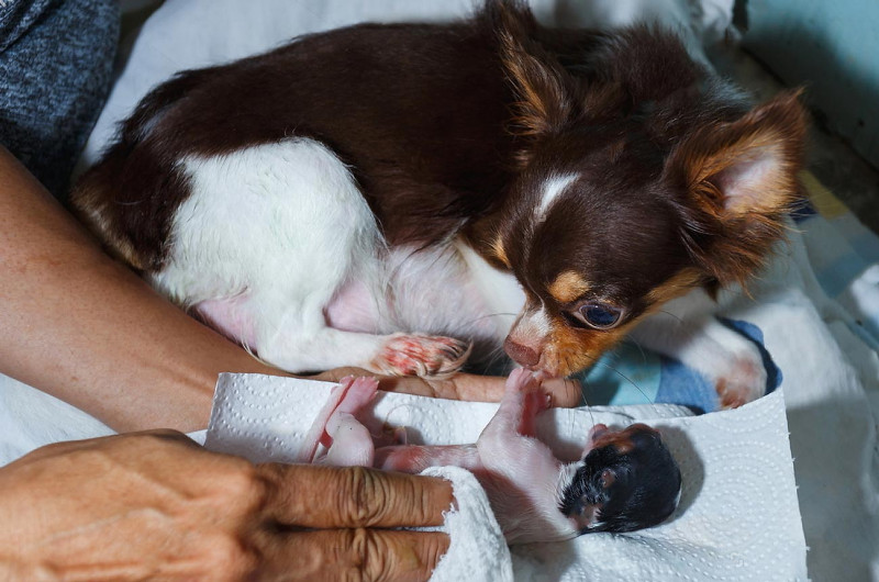 Asiste el parto de tu perra con estos consejos. Parte 2